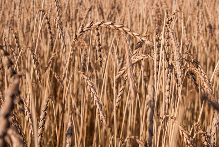 Bildergebnis für dinkel